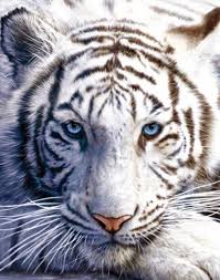 Final dimensions (width x height): White Tiger Poster Sold At Europosters