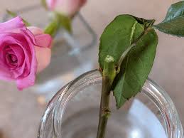 Image result for cuttings of roses