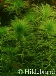 Image result for Lagarosiphon cordofanus