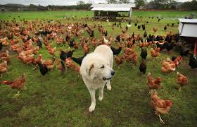What are the best hemp oils for dog with cancer? Sonoma County Animal Farms Petting Zoos And Wildlife Preserves For Springtime Fun Sonoma Magazine