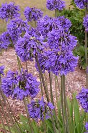 Agapanthus Blue Yonder Agapanthus Blue Pollinator Plants Agapanthus