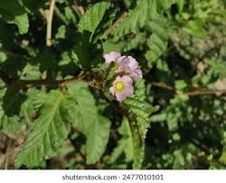 Image result for Melochia corchorifolia