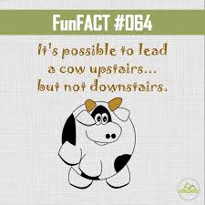 It S Possible To Lead A Cow Upstairs But Not Downstairs Https Encrypted Tbn0 Gstatic Com Images Q Tbn 3aand9gctv9qwje4fugssn5kc0suvtyok 0oko9va Hq Usqp Cau
