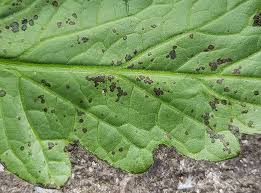 Image result for Pseudomonas syringae