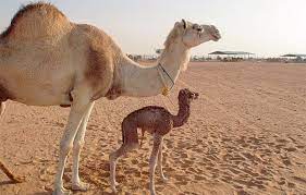 How often do cats enter heat cycles? 6 Year Old Injaz The World S First Cloned Camel Is Pregnant