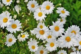 Maybe you would like to learn more about one of these? Kumpulan Nama Bunga Lengkap Dari A Z Beserta Gambar Dan Penjelasannya Bibit Online