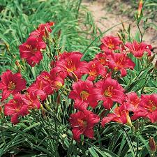 Check spelling or type a new query. Little Business Daylily Spring Hill Nurseries