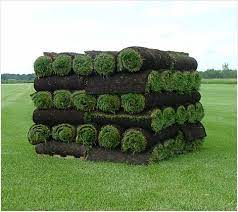 Maybe you would like to learn more about one of these? Al Sod Sun Or Shade Sod