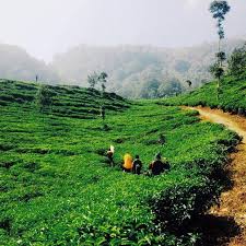 Gunung ini tingginya sekitar 2000 meter dpl. Gunung Ungaran Gunung Elok Nan Ramah Pemula Jadipergi