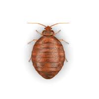 Raid Bed Bug Foaming Spray
