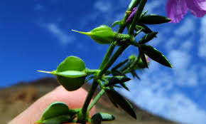 Image result for Fagonia