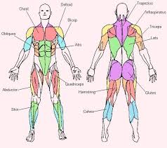 Identify the muscle labeled as 1 in the diagram above How Do Muscles Work In The Body Steemit