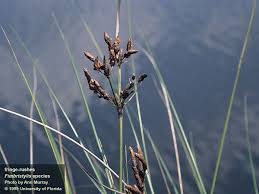 Image result for Fimbristylis aphylla