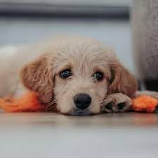 Light grey kitchen ideas ukc events coonhound paralysis. Pet Articles Maryland Pet