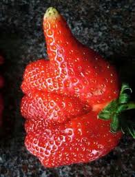 19 Fruits Et Legumes Aux Formes Tres Etranges Formes Bizarres Fruits Amusants Fruits Et Legumes