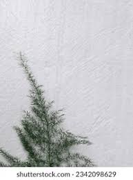 Image result for Asparagus aspergillus