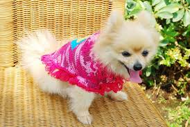 Hand Crocheted Designer Dog Dresses Chihuahua Clothes By Myknitt Pomeranian Westie Shihtzu Pet Dog Pupp Crochet Dog Clothes Puppy Clothes Dog Clothes Diy