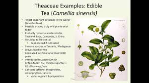 Image result for Theaceae