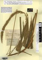 Image result for Setaria poiretiana