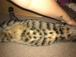 Maybe you would like to learn more about one of these? 8 Week Pregnant Cat Help Thecatsite