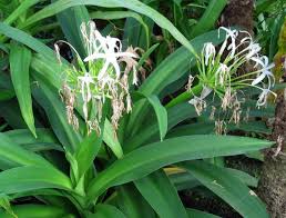Image result for Crinum rautanenianum