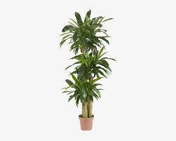 64 corn stalk dracaena artificial plant in urn planter (real touch) $252.99. Nearly Natural Real Touchindoor Outdoor 57 Inch Tropical Tall Indoor Tropical Plants Png Image Transparent Png Free Download On Seekpng