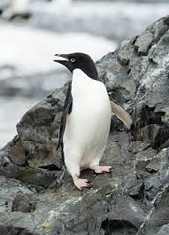 Facts about species like the emperor penguin, king penguin Adelie Penguin Wikipedia