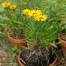 Gazanien sind einjährige oder ausdauernde krautige pflanzen. Gazanie Mittagsgold Gazania Balkonpflanzen Pflege