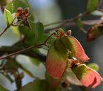 Image result for Triaspis macropteron