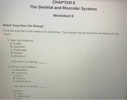 Muscles are always attached at two or more places. Solved Chapter 6 The Skeletal And Muscular Systems Worksh Chegg Com