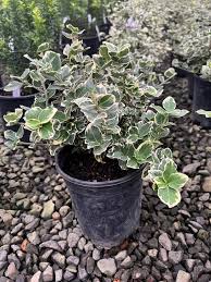 Image result for Euonymus fortunei