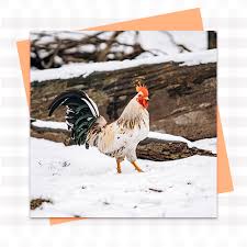 Nidos Para Gallinas Nido Fenix