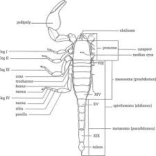 Opisthosoma An Overview Sciencedirect Topics