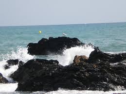 Image result for Atalaya alata