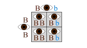 While the squares aren't usually expressed explicitly, i still go. Seventh Grade Lesson Punnett And The Rules Betterlesson