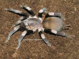 Image result for Haplocoelum