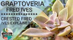 We specialize in succulent and medicinal plants and offer a diverse variety of colors, textures, and forms. Fred Ives Graptoveria Succulent Care Guide Sublime Succulents