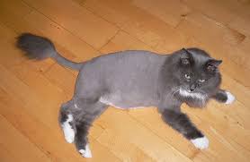 A lion cut is not for every cat (or cat owner). 10 Cats Sporting Lion Haircuts