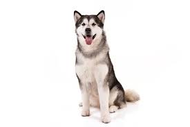 Alaskan Malamute Dog Breed Information