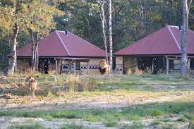 Het houten gebouw vatte vlam na een gaslek en. Lageplan Entdecken Sie Den Safari Resort Beekse Bergen