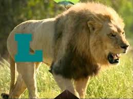 While live action certainly isn't going away, animation in videos is also on the rise, and not just for content aimed at kids. Abc At The Zoo Youtube