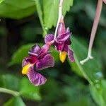 Image result for Marantochloa purpurea