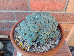 Image result for Loxodera caespitosa