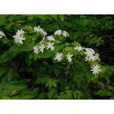 Jasminum Sambac Or Arabian Jasmin It S A Broadleaf Evergreen Shrub Shop This Plant From Aca Botanical Gardens Near Me Grasses Landscaping Broadleaf Evergreen