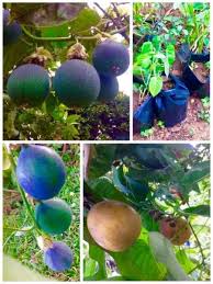 Image result for Passiflora ligularis