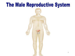 Anatomy of human body parts body parts names human anatomy human anatomy diagram human anatomy. 1 The Male Reproductive System 2 Objectives After Studying This Chapter You Will Be Able To Name The Parts Of The Male Reproductive System And Discuss Ppt Download