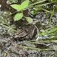 Stephanie's Awesome Amphibians