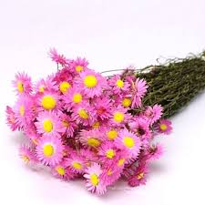Tooget dried natural real red rose petals organic dried flowers wholesale best for wedding party decoration, bath, body wash, foot wash. Acroclinium Pink Dried 60cm Wholesale Dutch Flowers Florist Supplies Uk