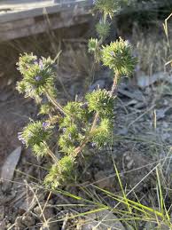 Image result for Pogonarthria squarrosa