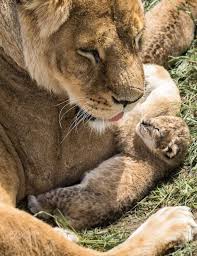 You Will Grow Up To Be Very Strong My Son Animals Baby Animals Cute Baby Animals
